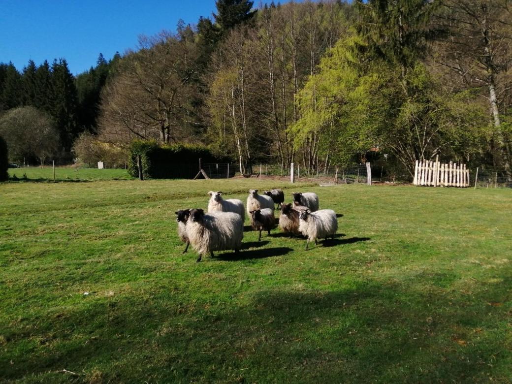فيلا La Gambas Des Bois Saint-Quirin المظهر الخارجي الصورة