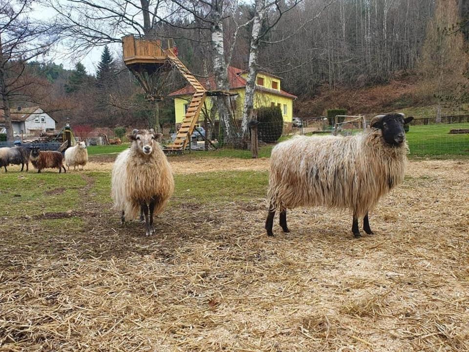 فيلا La Gambas Des Bois Saint-Quirin المظهر الخارجي الصورة