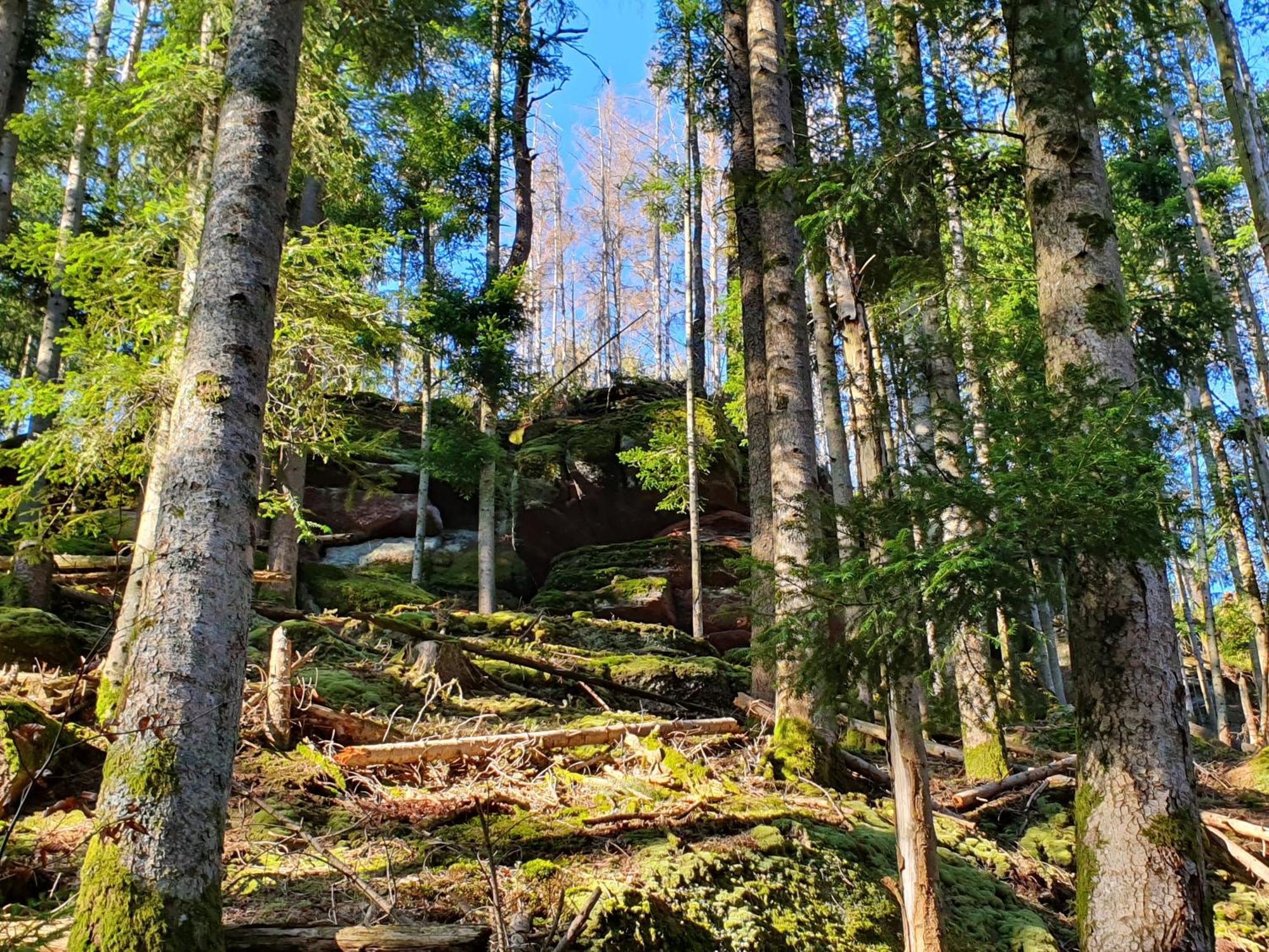 فيلا La Gambas Des Bois Saint-Quirin المظهر الخارجي الصورة